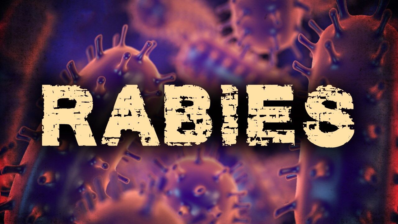 Raccoon Tests Positive for Rabies near Westover